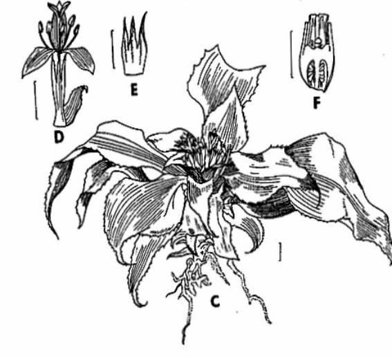 <I>Cryptanthus sinuosis</I> x 200