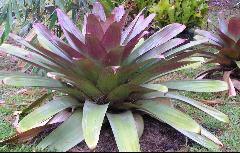 alcantarea bromeliad imperialis bromeliads red symmons ken woods mike garden