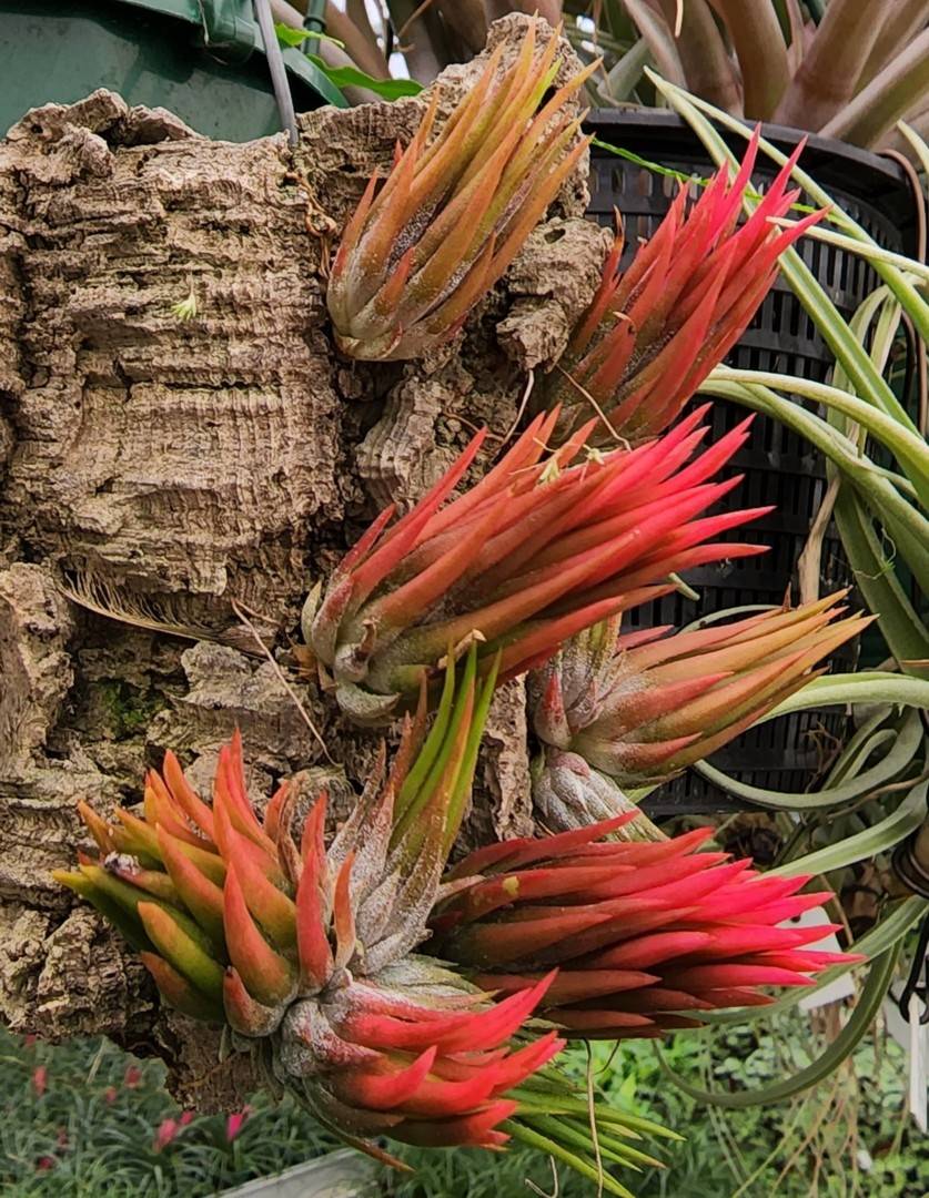 Bromeliads in Australia - Tillandsia Apretado