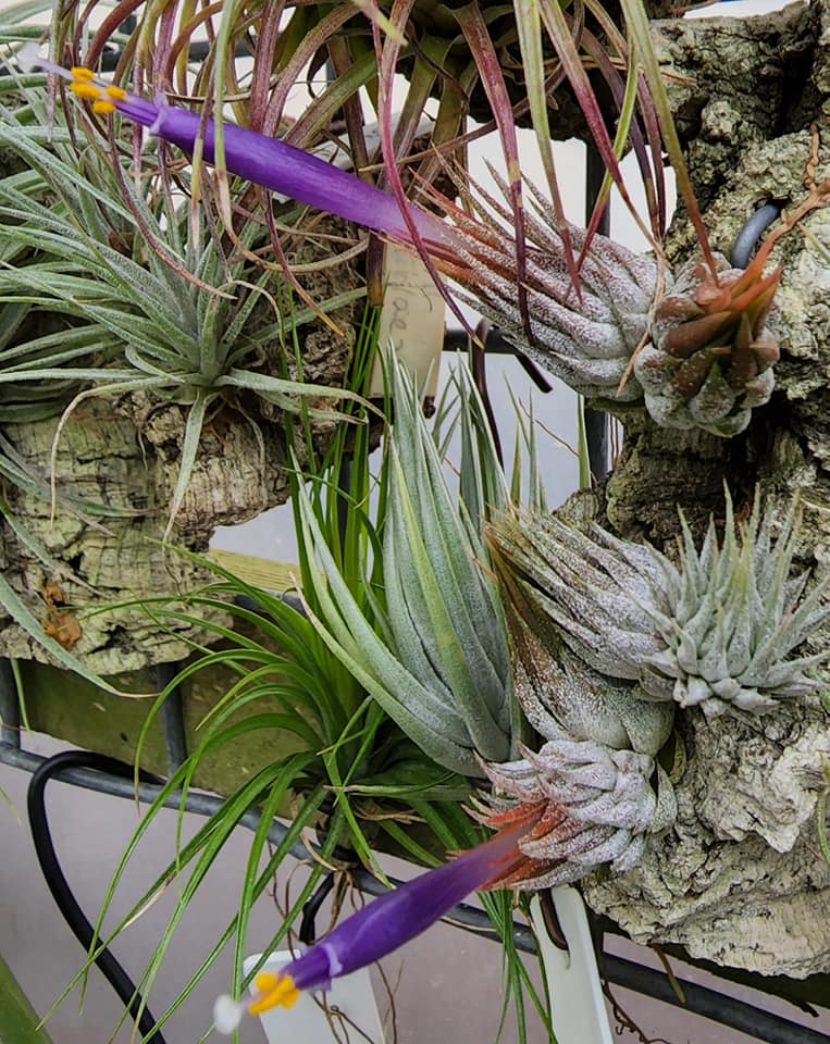 低価新品Tillandsia \'Big Hawaiian\' (Apretado BRT × ionantha var.maxima) イオナンタ ティランジア エアープランツ その他