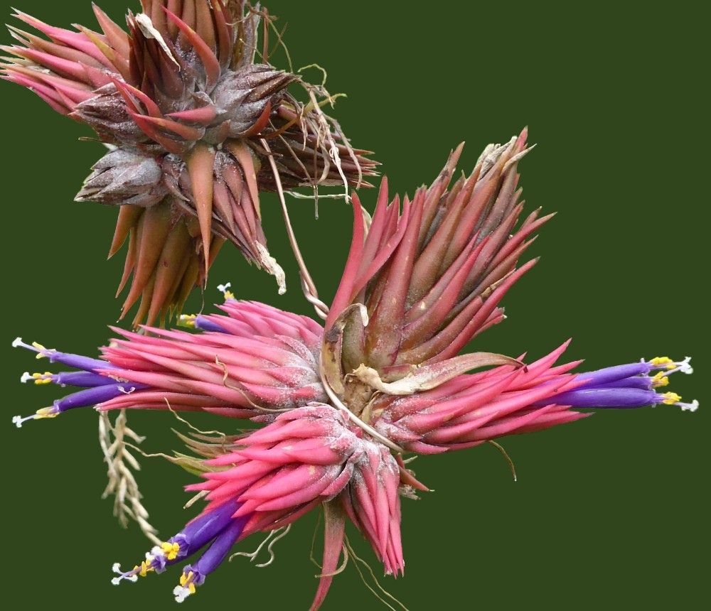 Bromeliads in Australia - Tillandsia Apretado