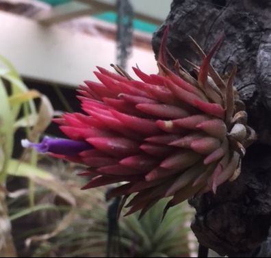 Bromeliads in Australia - Tillandsia Apretado