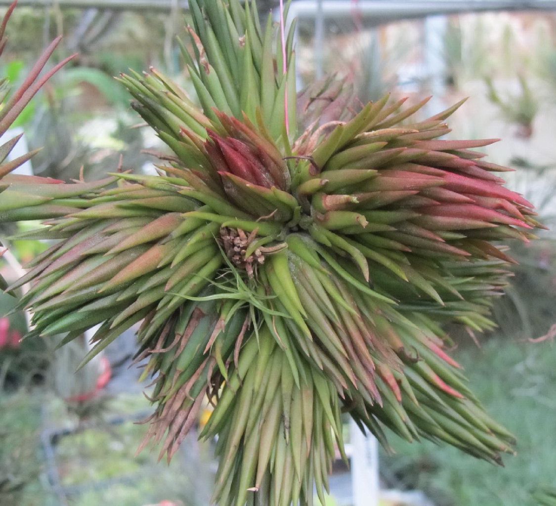 Bromeliads in Australia - Tillandsia Apretado