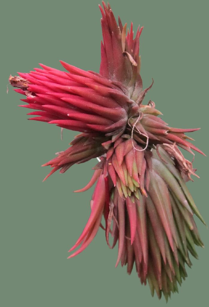 Bromeliads in Australia - Tillandsia Apretado