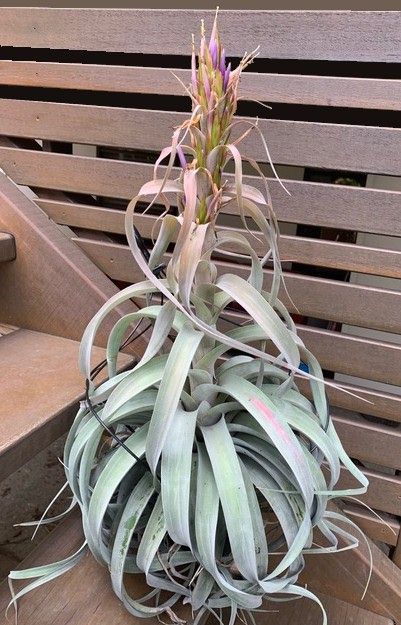 Bromeliads in Australia - Tillandsia Betty