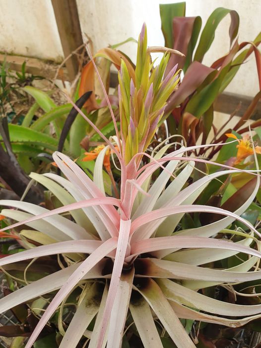 Bromeliads in Australia - Tillandsia Betty