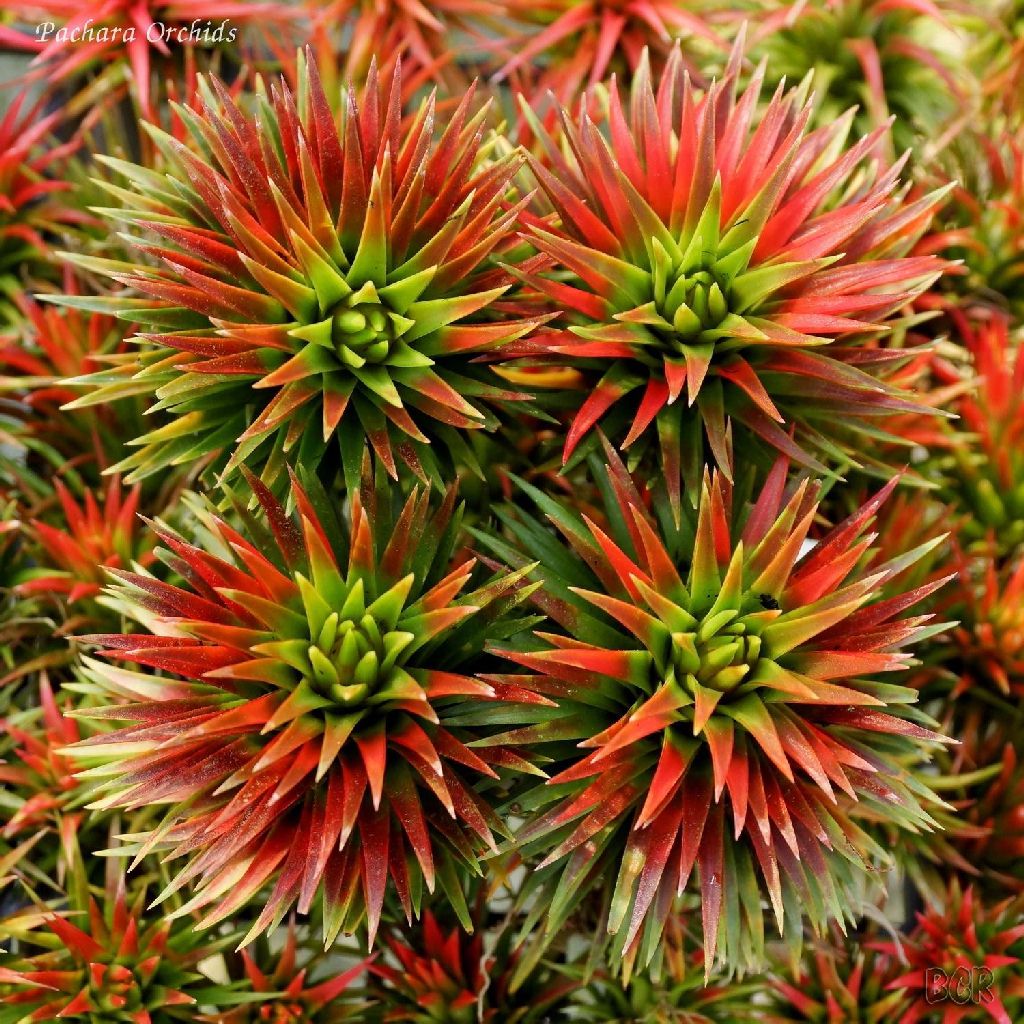 Bromeliads in Australia - Tillandsia Christmas Flame