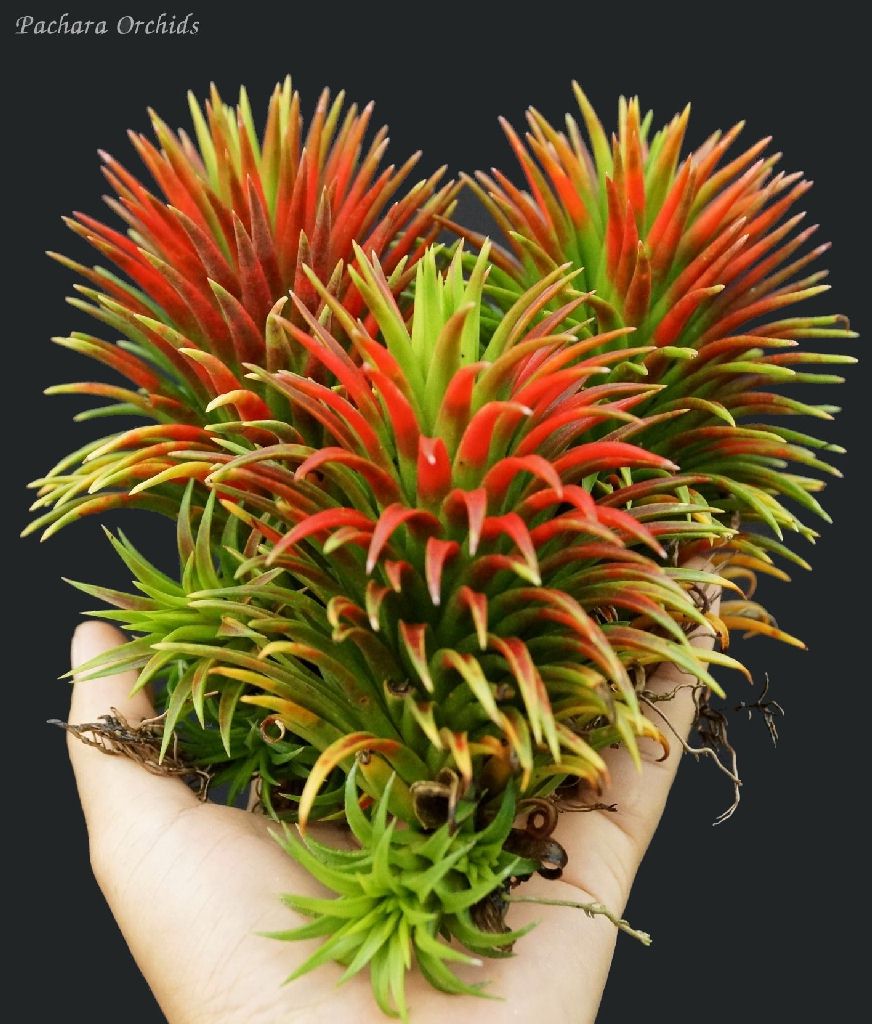 Bromeliads in Australia - Tillandsia Christmas Flame