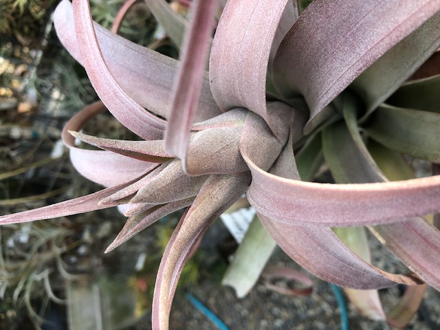 Bromeliads in Australia - Tillandsia Coconut Grove