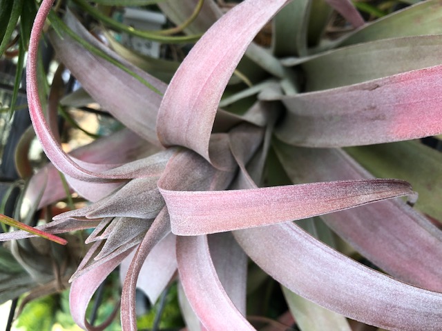 Bromeliads in Australia - Tillandsia Coconut Grove