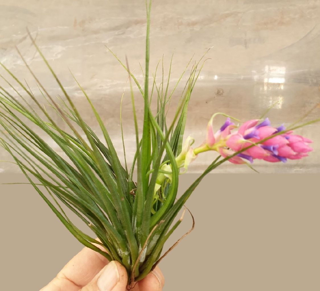 Tillandsia Anita Flower, cohend5538