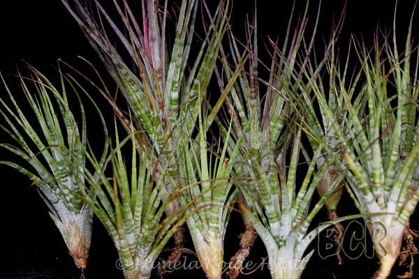 Bromeliads in Australia - Tillandsia Green Zebra