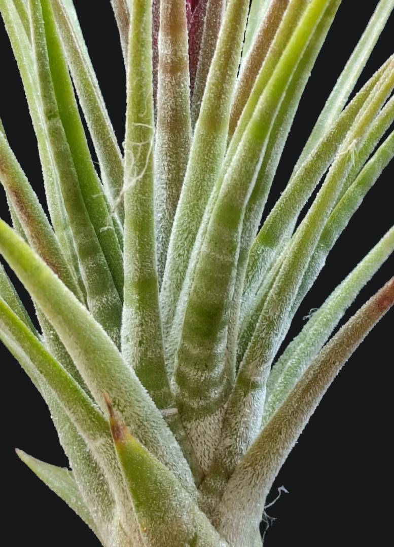 Bromeliads in Australia - Tillandsia Green Zebra