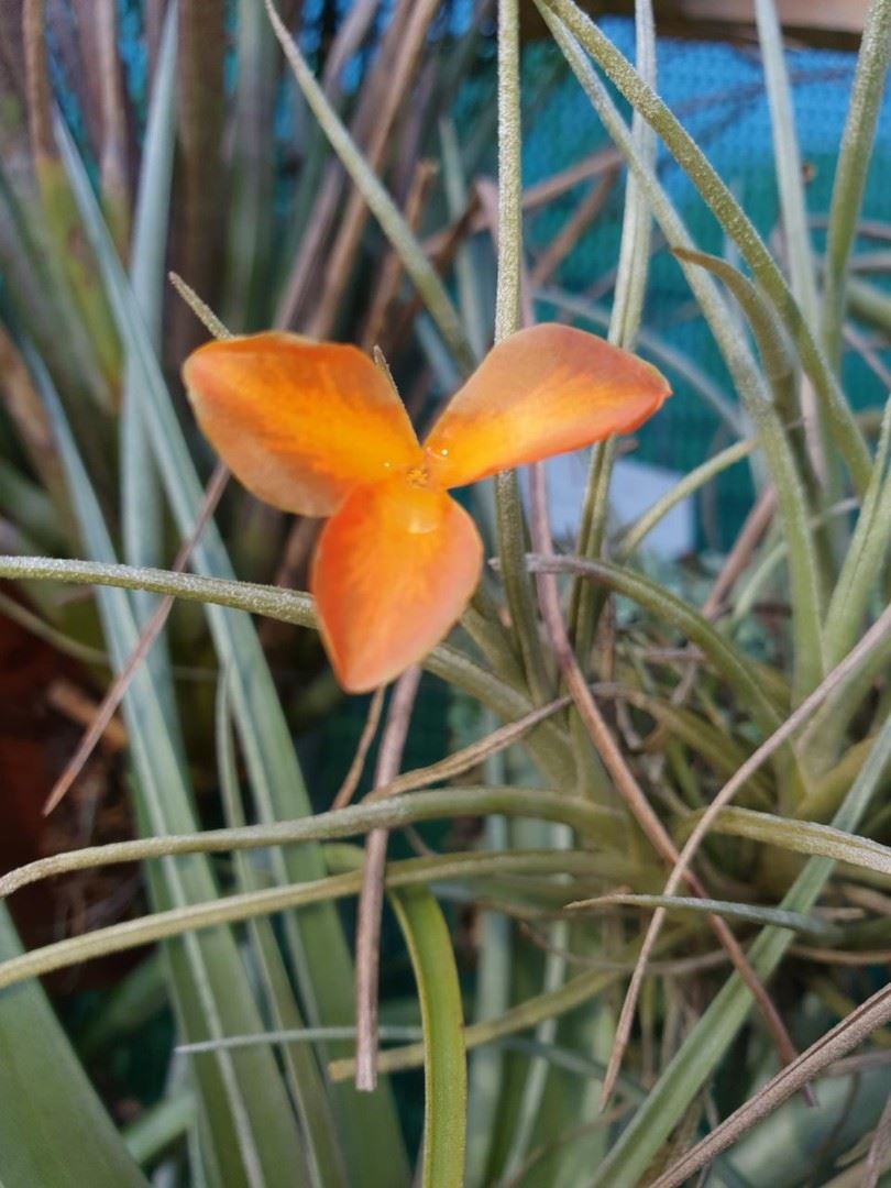 Tillandsia crocata orange