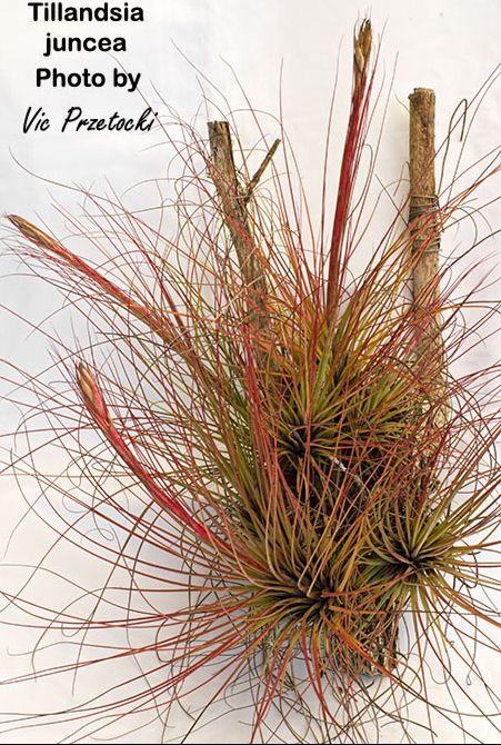 Tillandsia Juncifolia