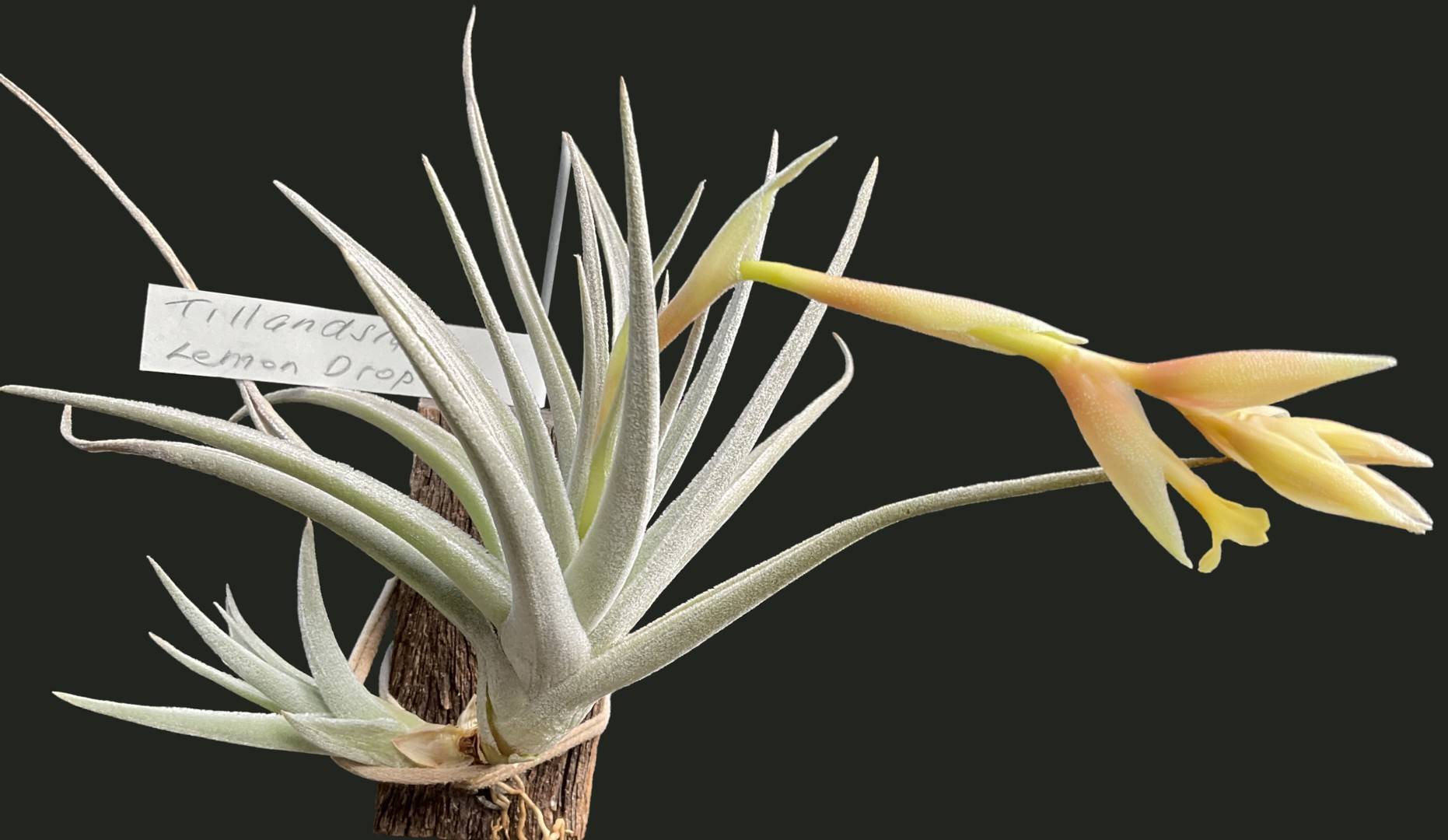 Bromeliads in Australia - Tillandsia Lemon Drop