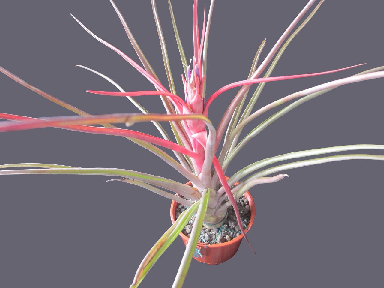 Tillandsia Mali Dofitas (Tillandsia caput medusae x Tillandsia