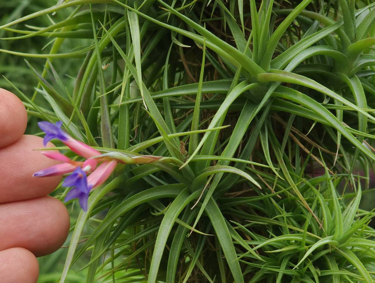 Tillandsia aeranthos 'Miniata