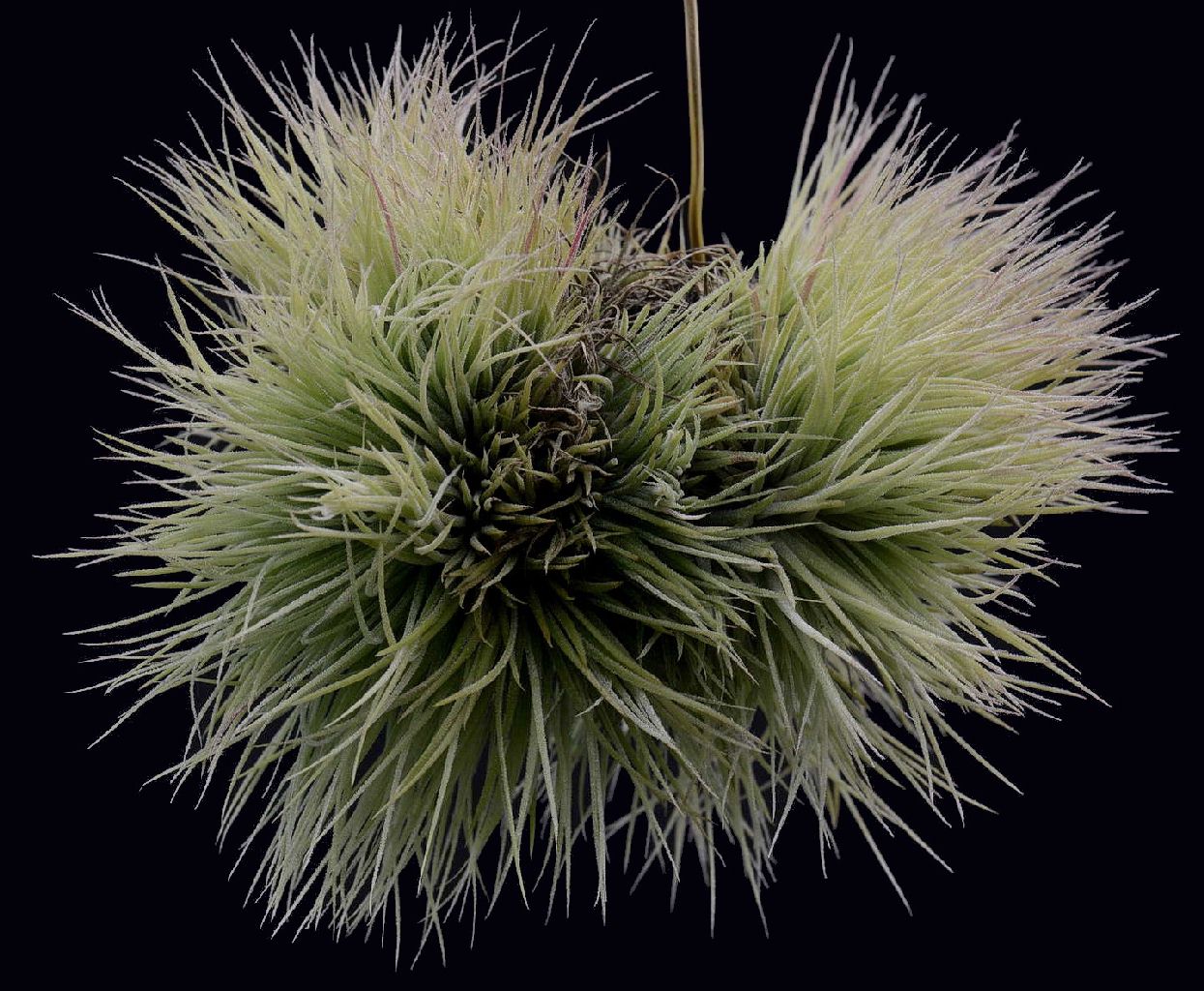 低価新作登場Tillandsia ionantha \'Monstrose\' イオナンタ モンストローサ エアープランツ チランジア ティランジア アナナス