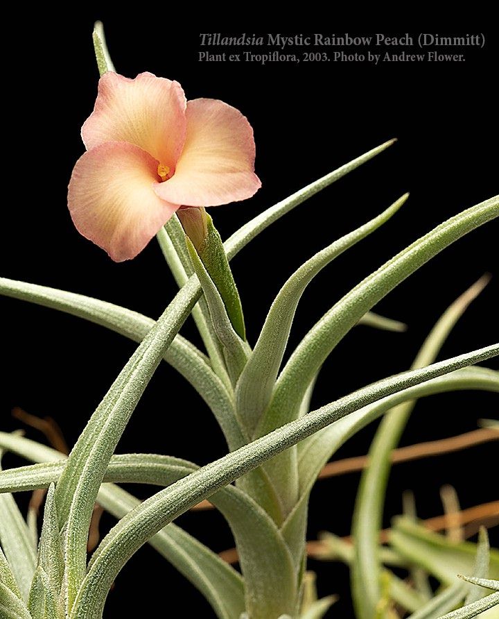 クリスマスファッション Tillandsia Peach（大） Magic 植物/観葉植物