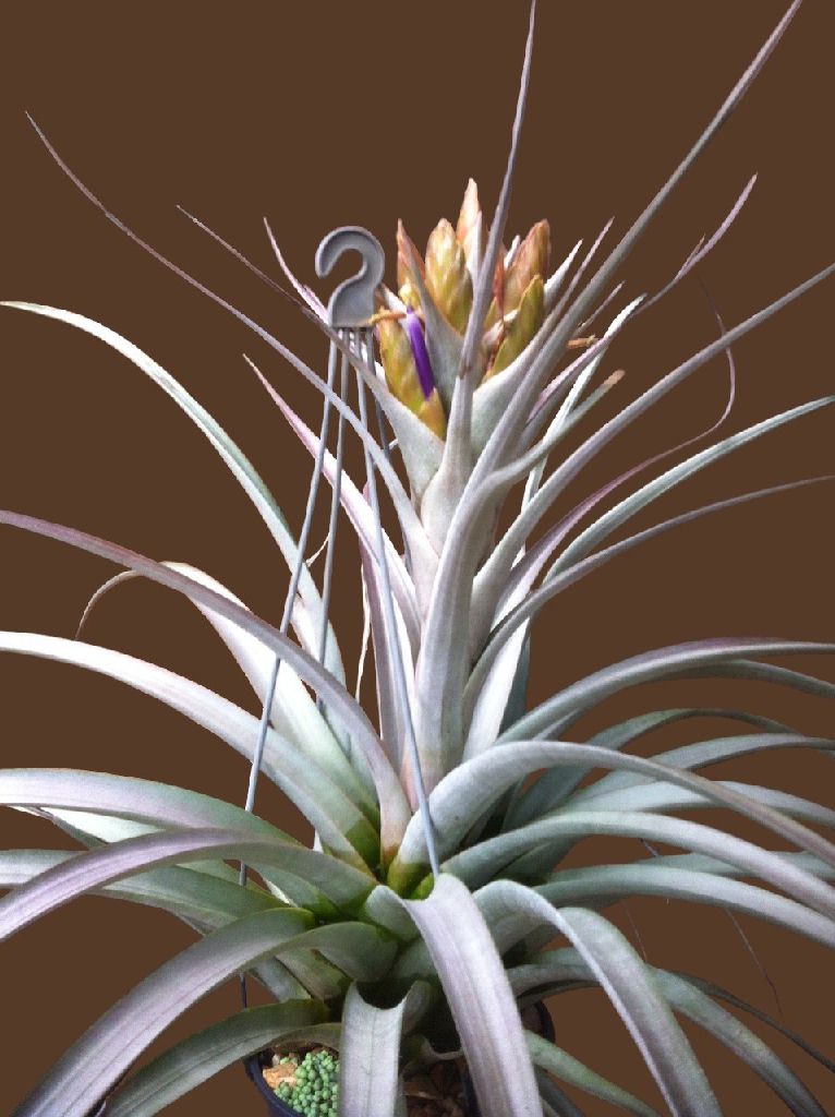 Bromeliads in Australia - Tillandsia Nellie Rose