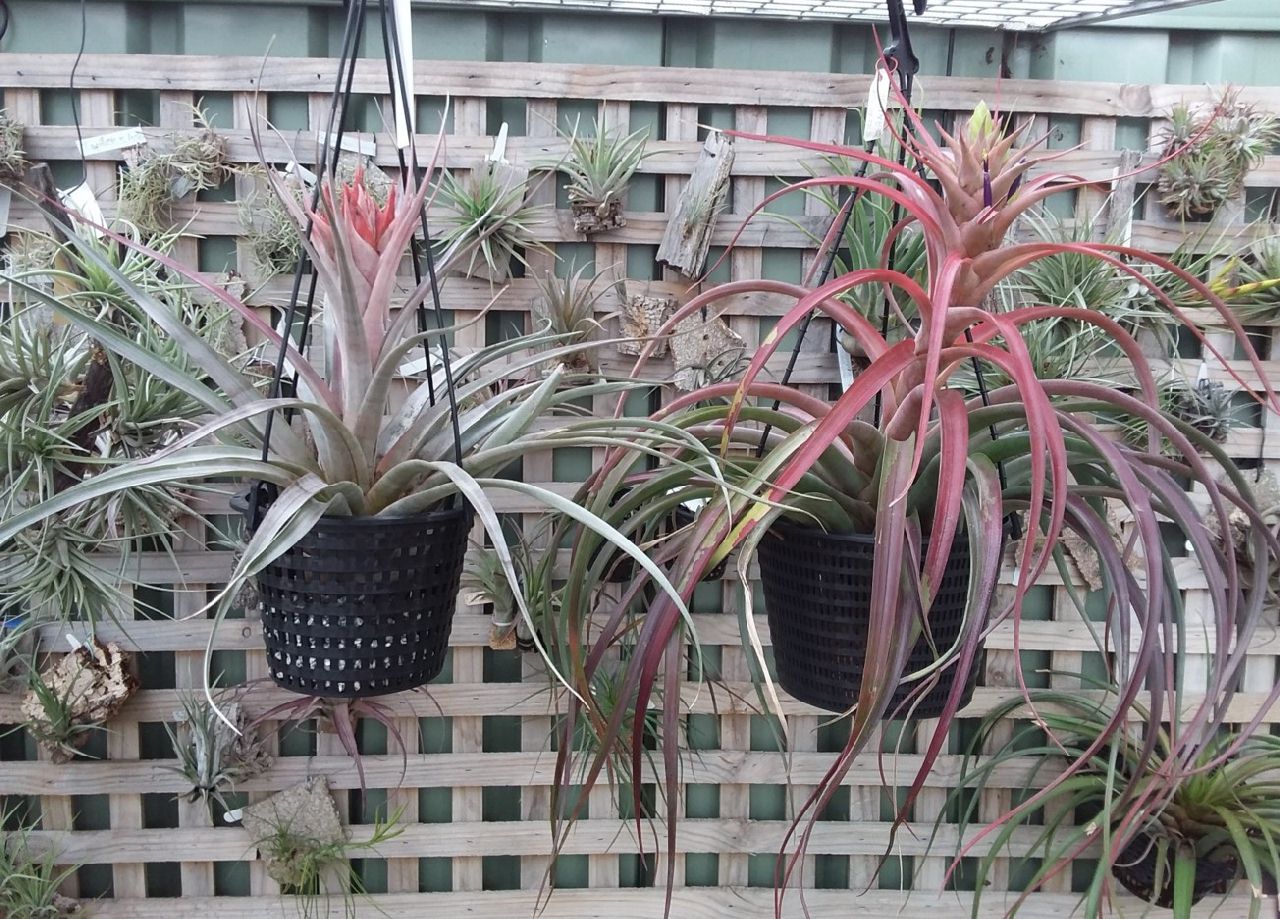 ブロメリア コレクション Tillandsia Nellie Rose-