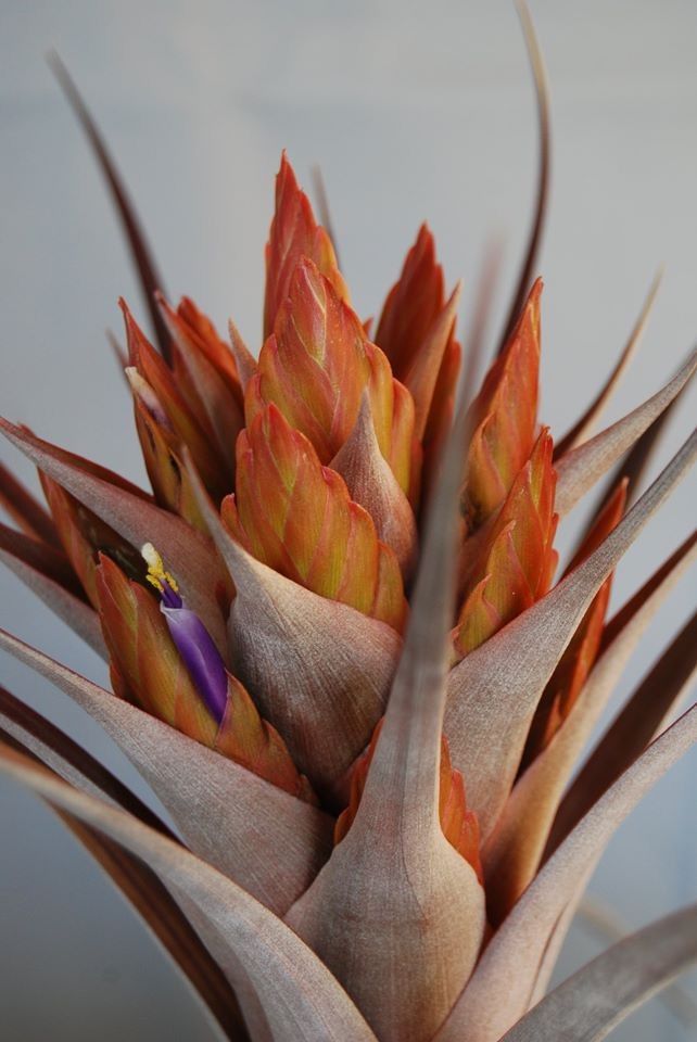 ブロメリア コレクション Tillandsia Nellie Rose-