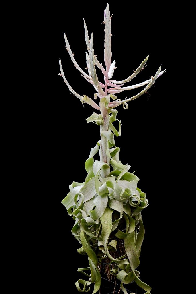 Bromeliads in Australia - Tillandsia Regal Rene