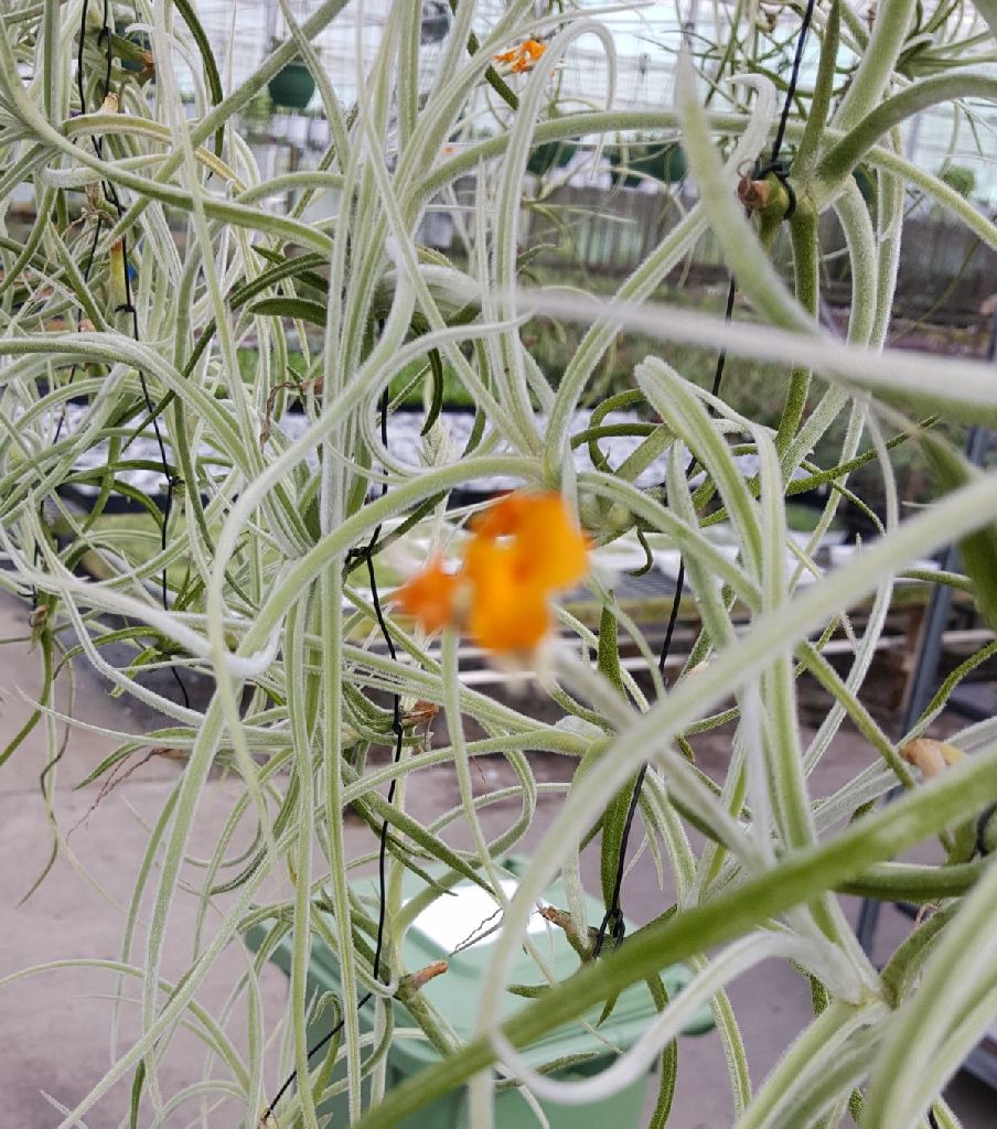 Tillandsia crocata orange