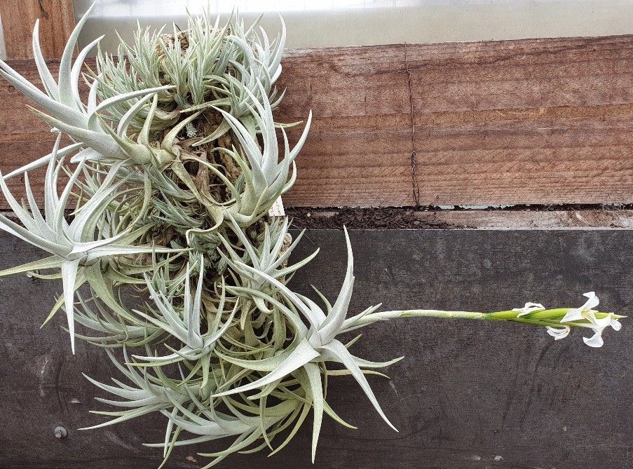 お得即納 ヤフオク! - Tillandsia arequitae transparencia