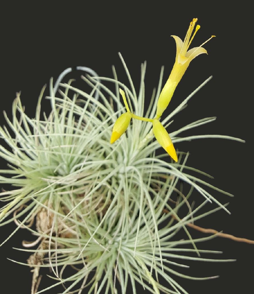 Tillandsia argentea - plante en vrac