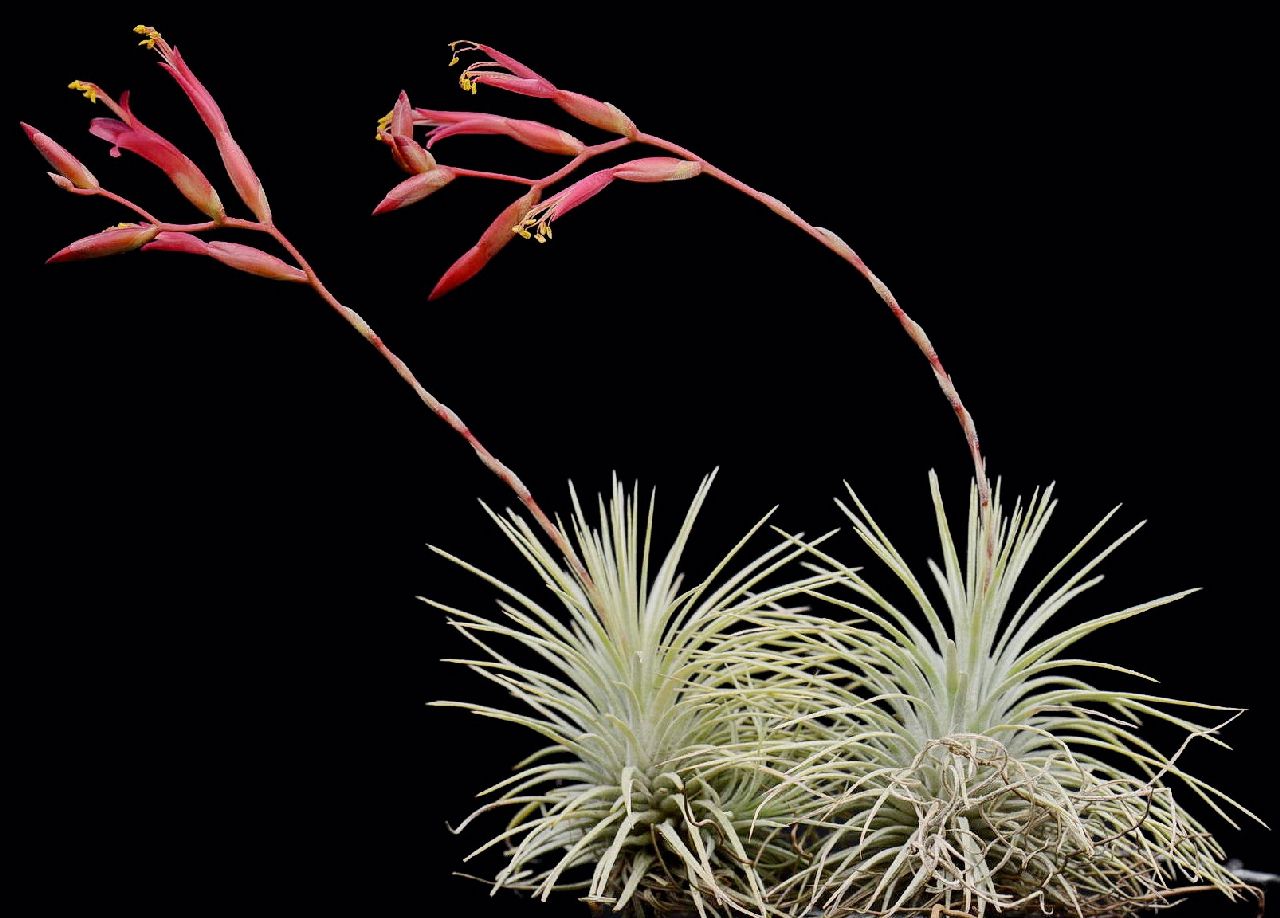 Tillandsia argentea - plante en vrac