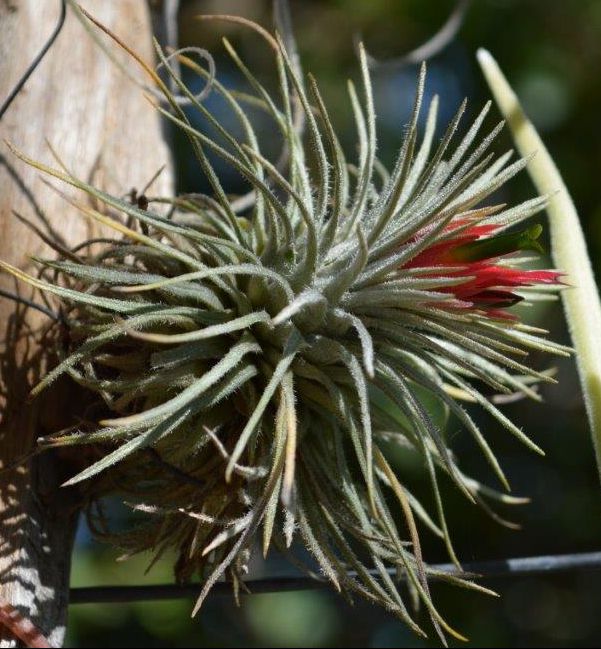 Bromeliads in Australia - Tillandsia atroviridipetala