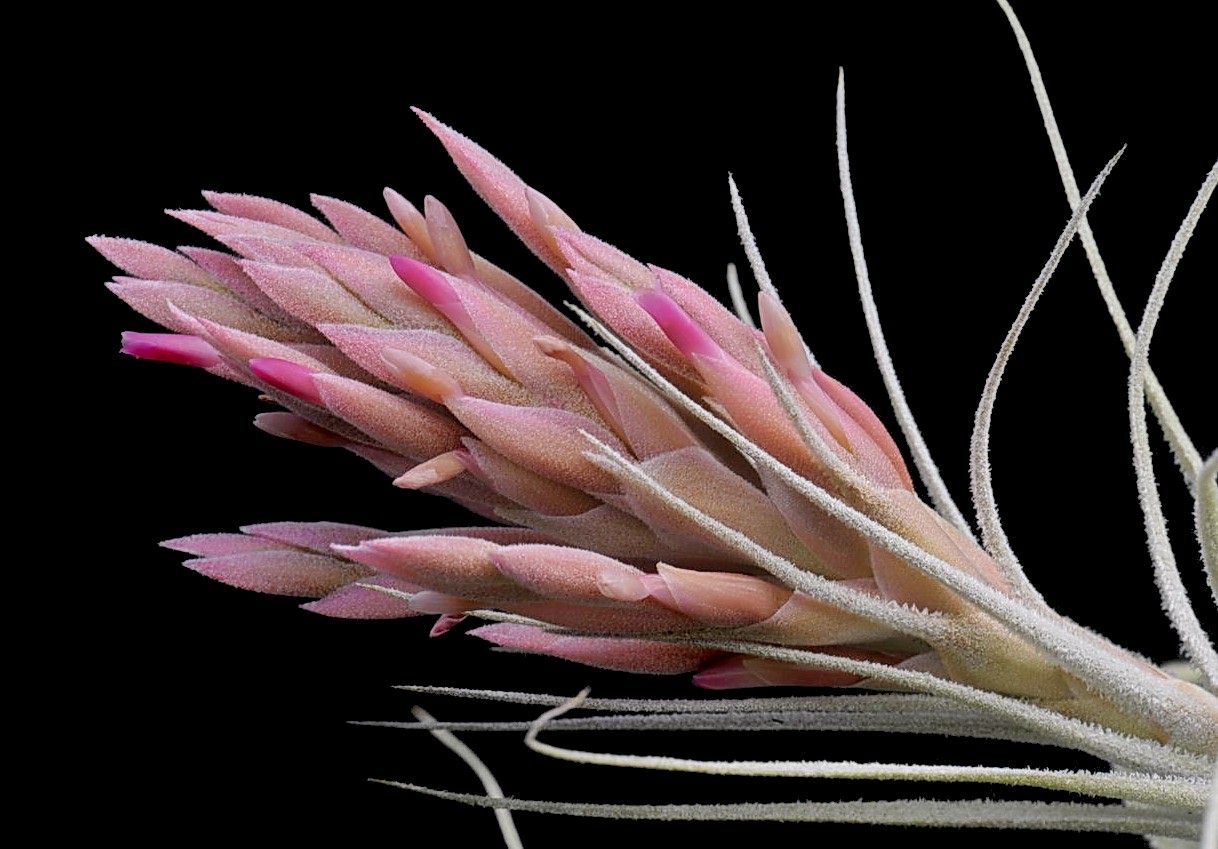 Tillandsia sucrei - Bird Rock Tropicals