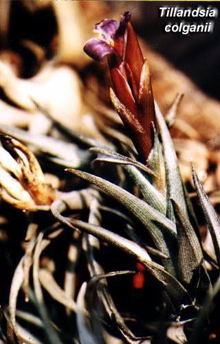 Bromeliads in Australia - Tillandsia colganii