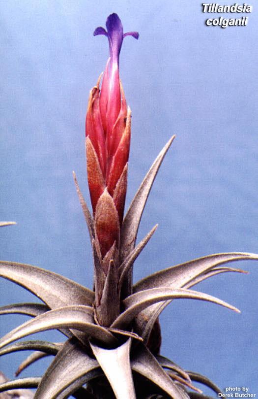 Bromeliads in Australia - Tillandsia colganii