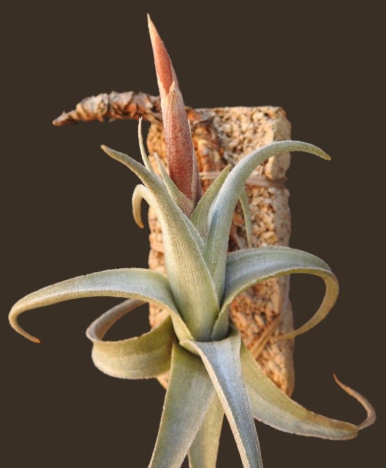 Bromeliads in Australia - Tillandsia colganii