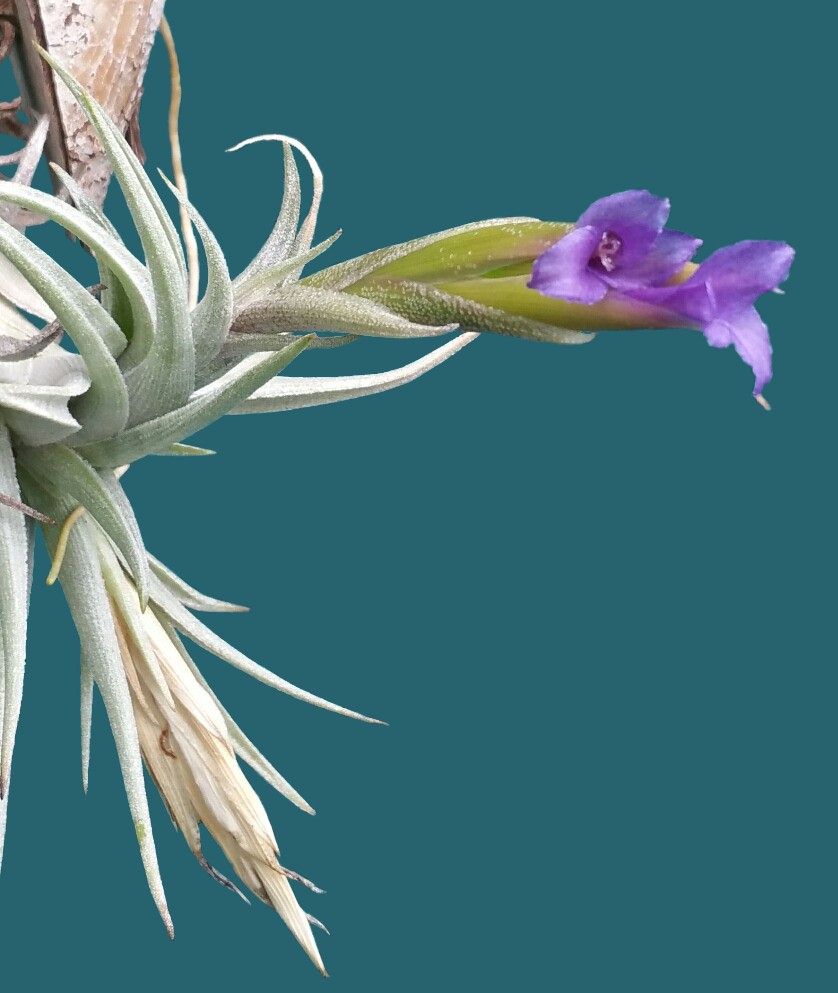 Bromeliads in Australia - Tillandsia colganii