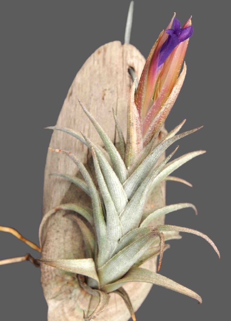 Bromeliads in Australia - Tillandsia colganii