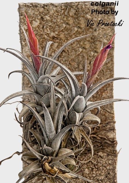 Bromeliads in Australia - Tillandsia colganii