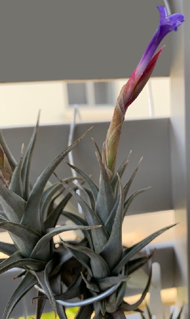 Bromeliads in Australia - Tillandsia colganii