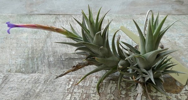 Bromeliads in Australia - Tillandsia colganii