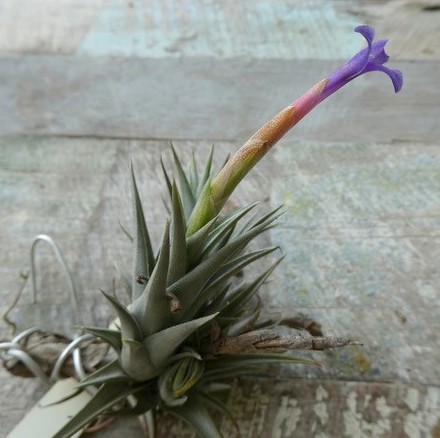 Bromeliads in Australia - Tillandsia colganii