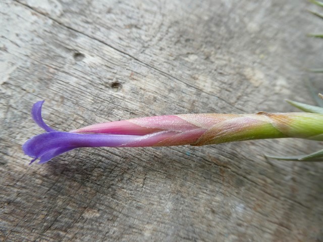 Bromeliads in Australia - Tillandsia colganii