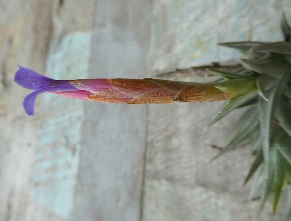 Bromeliads in Australia - Tillandsia colganii