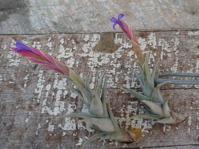 Bromeliads in Australia - Tillandsia colganii