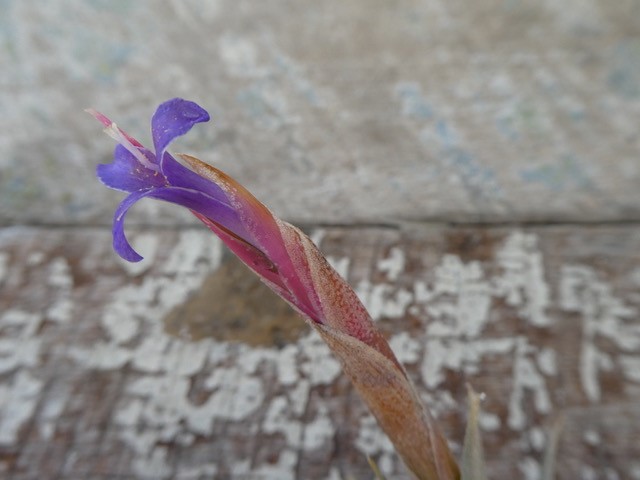 Bromeliads in Australia - Tillandsia colganii