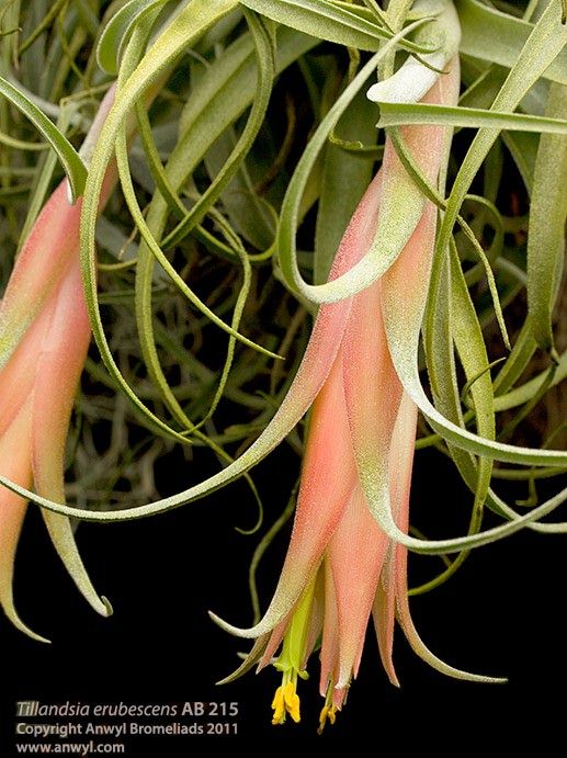 Bromeliads in Australia - Tillandsia erubescens