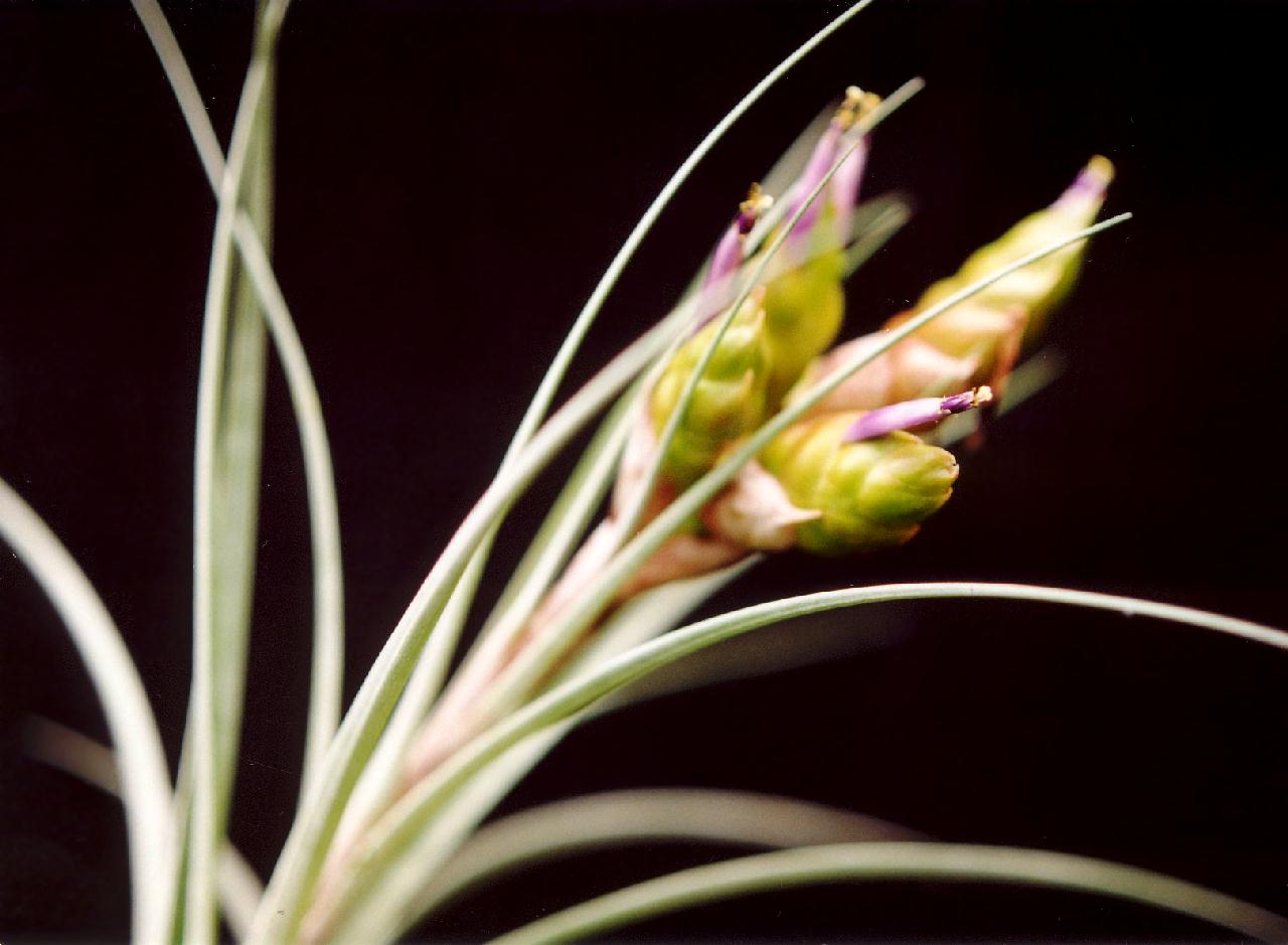 Bromeliads in Australia - Tillandsia fasciculata