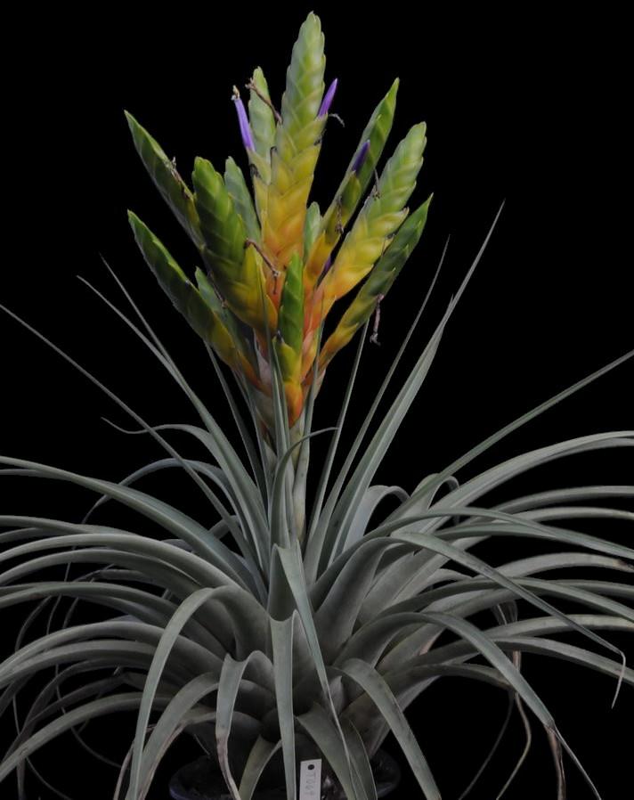 Bromeliads in Australia - Tillandsia fasciculata